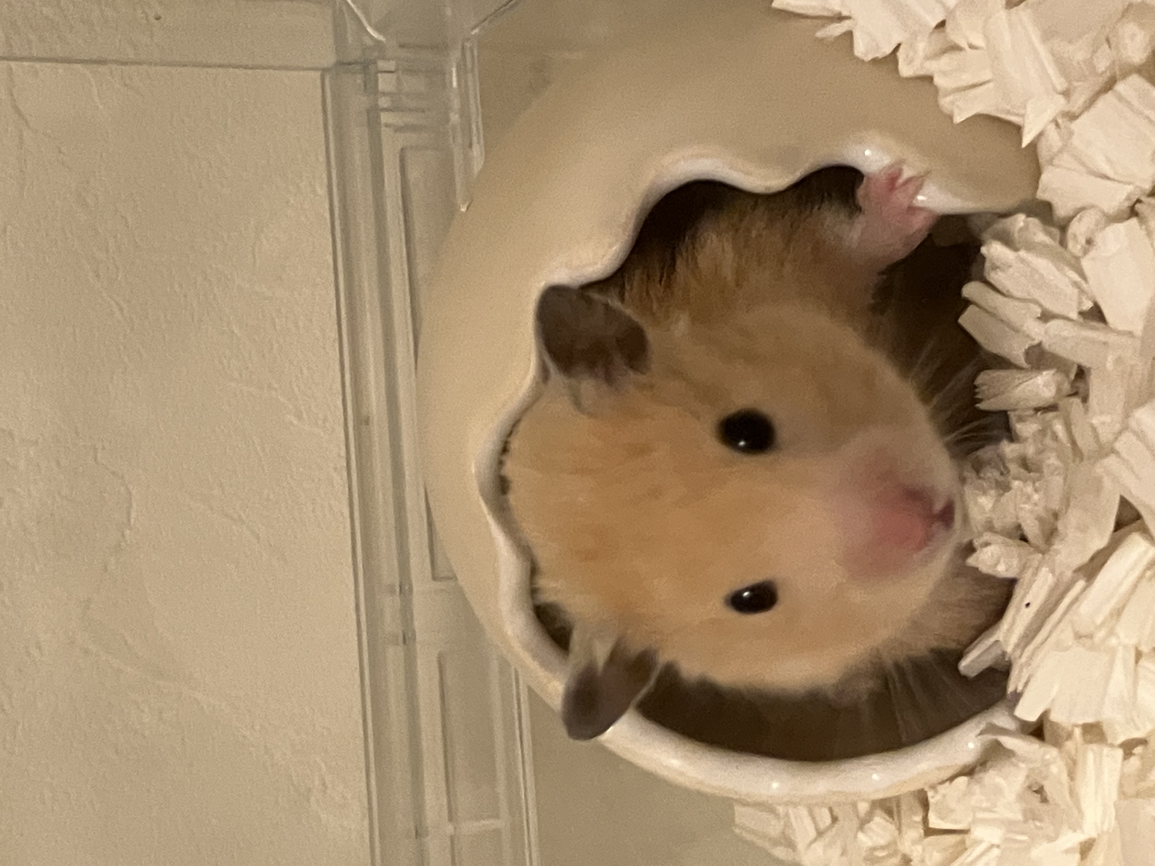 れるちゃん