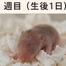 れるちゃん